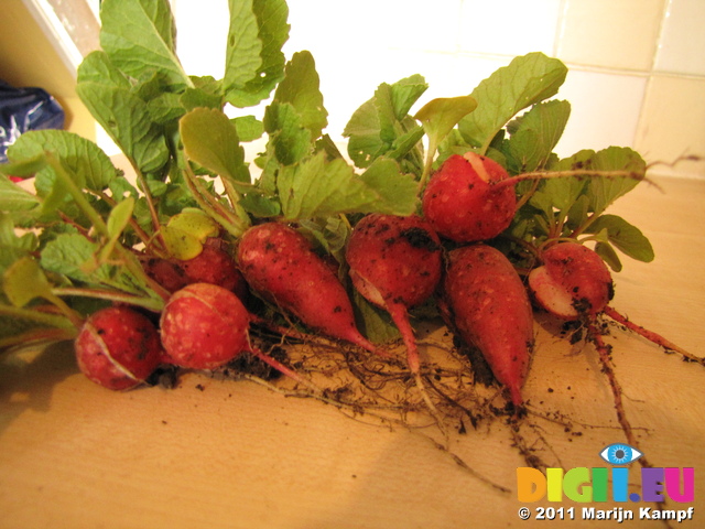 SX18746 First radishes from garden